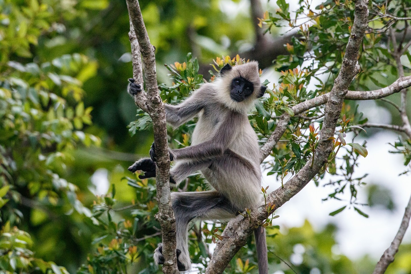 Südlicher Hanuman-Langur